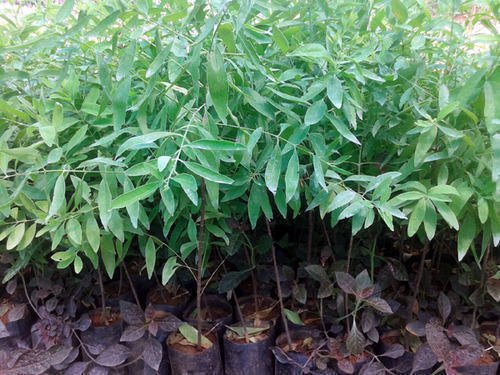 Green White Sandalwood Plants