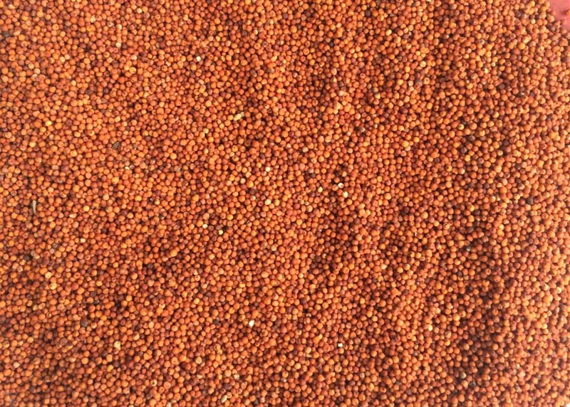 Red Millet
