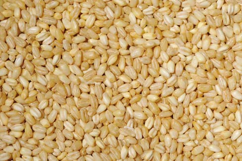 Bulgur Wheat Seeds