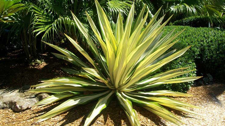 Furcorea Shrub Plants