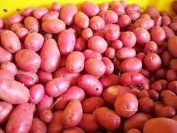 Potato Desiree Pink