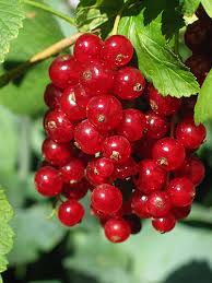 Red Currant Imported
