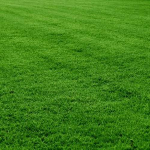 mexican grass
