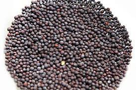 mustard seeds