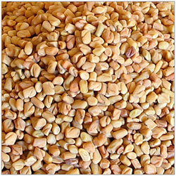 fenugreek