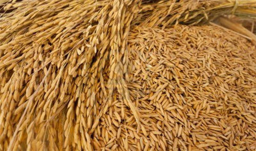 paddy seed