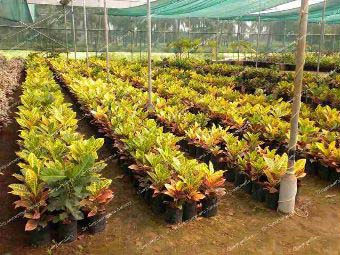 Crotons Plant