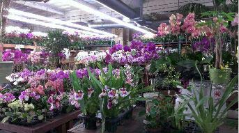Orchids Plant