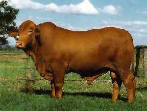 Livestock Bll Cow