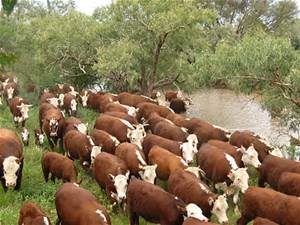 Livestock Cattle