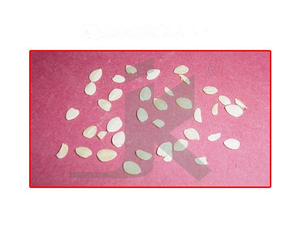BLEPHARIS EDULIS (Blepharis Edulis Seeds)
