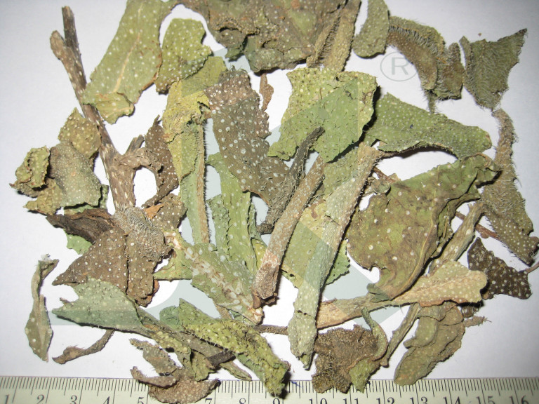 Borago Officinalis (borage leaves)