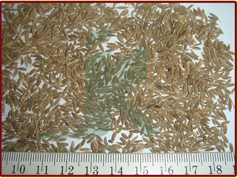 Organic CARUM CARVI (caraway seeds), for Cooking, Spices