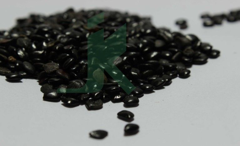 CASSIA ABSUS SEEDS (Chasku Seeds)