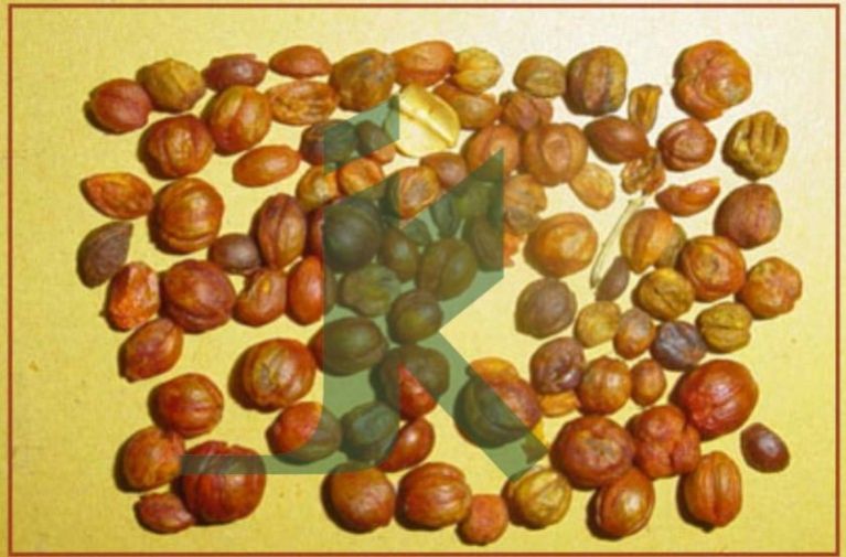 CELASTRUS PANICULATA (Black Oil Seeds)