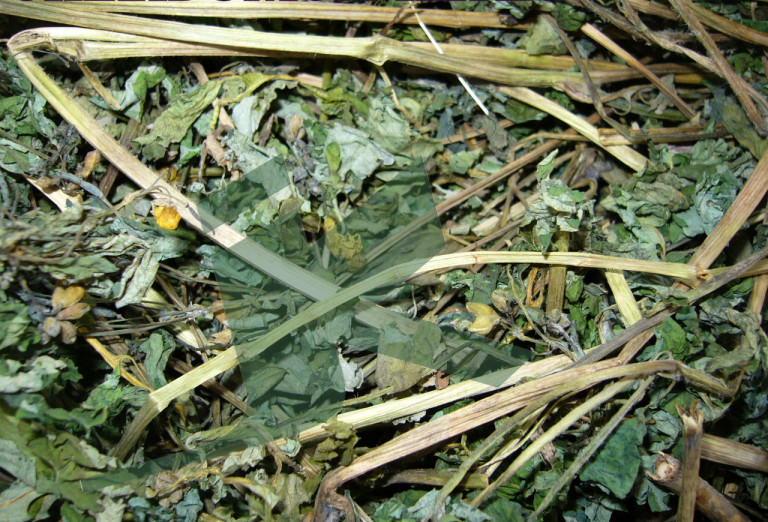 CHELIDONIUM MAJUS (chelidonium herb)