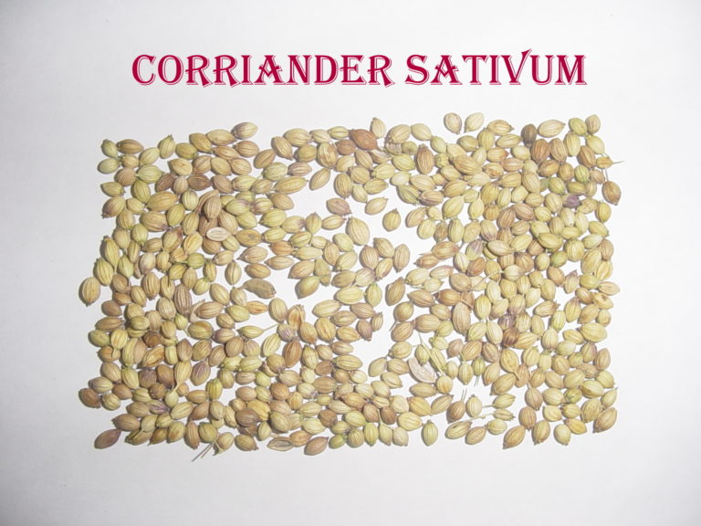 CORIANDER Coriandrum Sativum