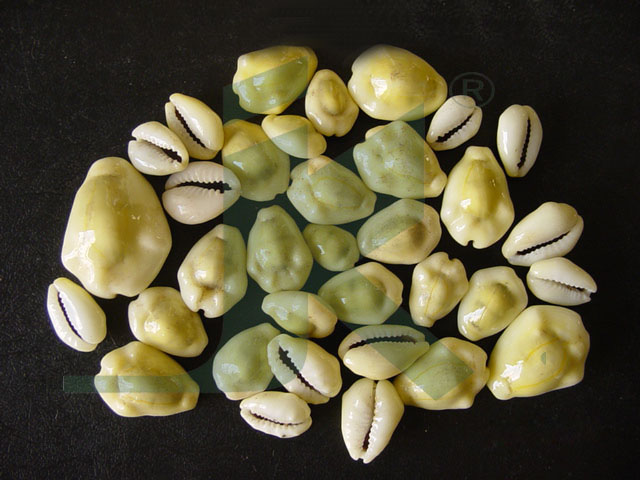 CYPRAEA MONETA (yellow cowrie)