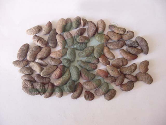 GARCINIA INDICA (Garcinia Seeds)
