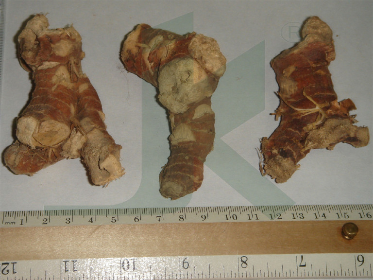 Greater Galangal