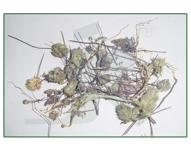 HYSSOPUS OFFICINALIS (hyssop whole herb)
