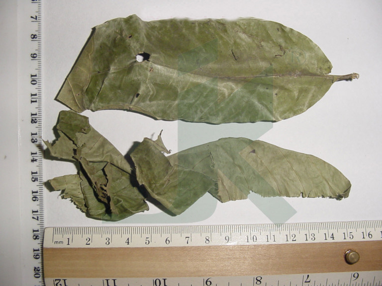 LAGERSTROEMIA SPECIOSA (banaba leaves)
