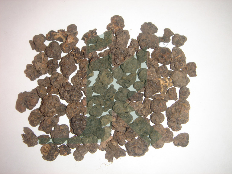 MORINDA CITRIFOLIA EXTRACT (Noni, Indian Mulberry Extract)