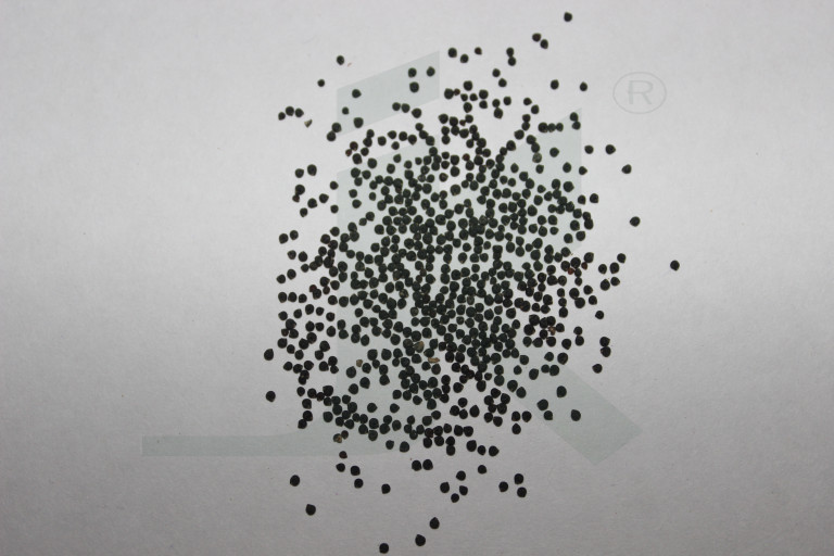 PORTULACA OLERACEA (purslane seeds)