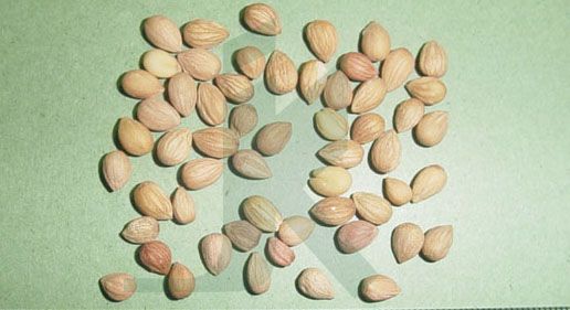PRUNUS MAHALEB (Mahaleb Seeds)