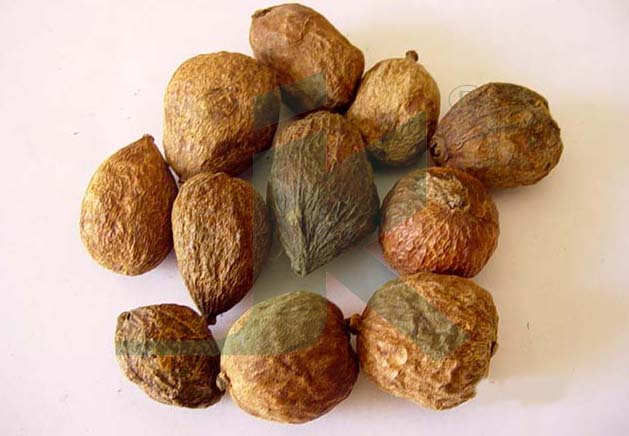 RANDIA DUMETORUM (Emetic Nut)