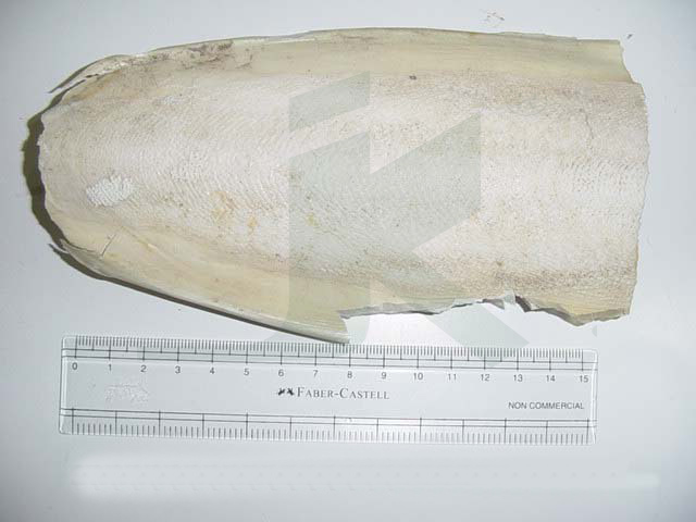 SEPIAE OS (Cuttle Fish Bone)