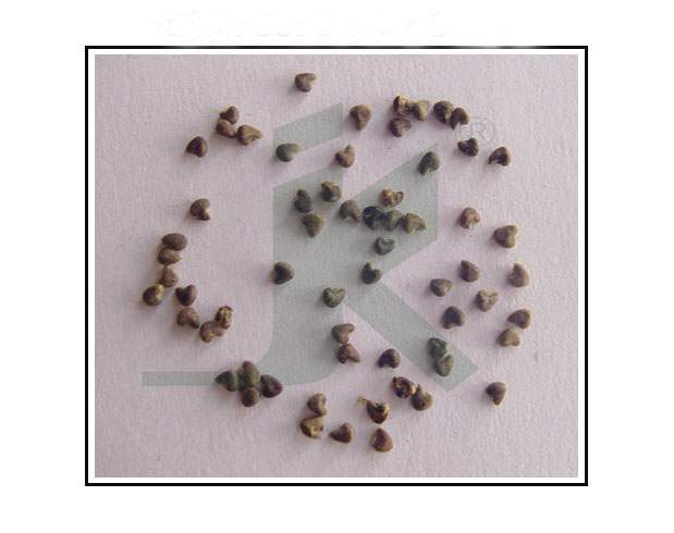 SIDA CORDIFOLIA (country mallow seeds)