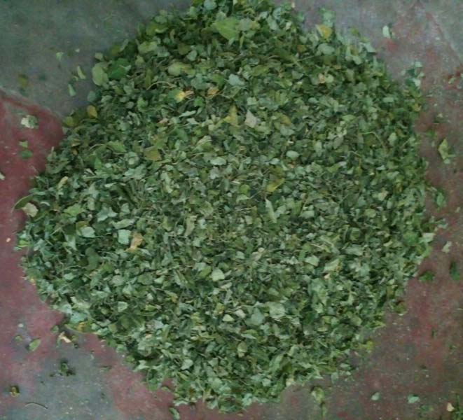 Common Dried Moringa Leaves, for Cosmetics, Medicine, Feature : Exceptional Purity, Good Quality, Highly Effective