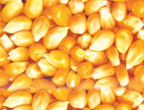 maize