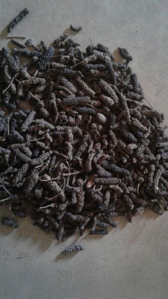 Long Pepper