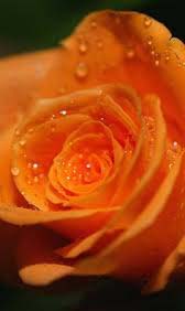 Tropical Orange Rose