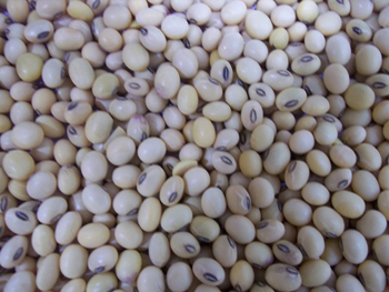 Soya Bean Seeds