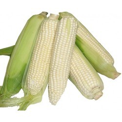 white corn