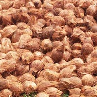 Semi Husked Coconuts, Color : Export brown specification