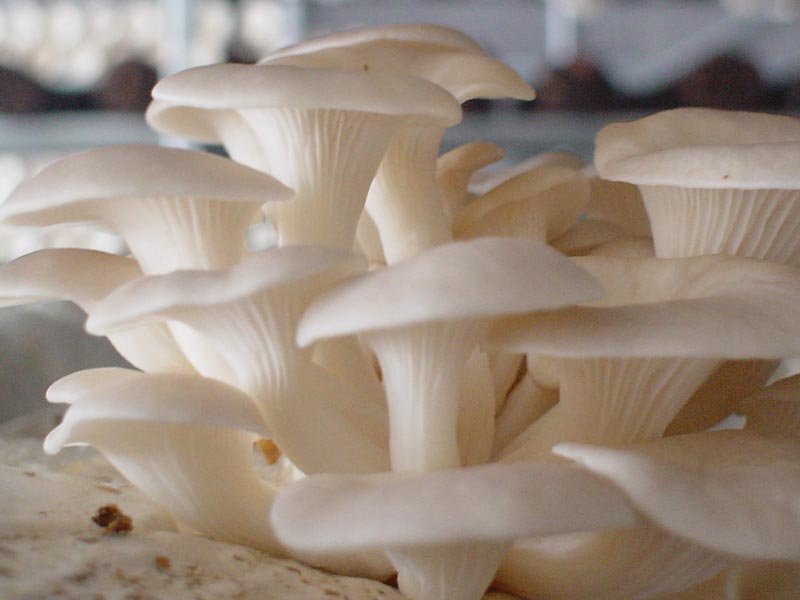 Organic Fresh Oyster Mushrooms, for Cooking, Packaging Type : Plastic Bag, Plastic Container