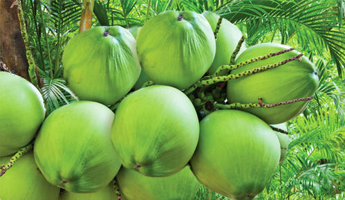 fresh tender coconut