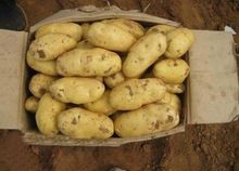 2015 New Crop Potato