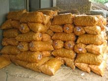 Holland Fresh Farm Potatoes For Sale