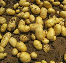 Netherland Fresh Farm Potatoes For Sale