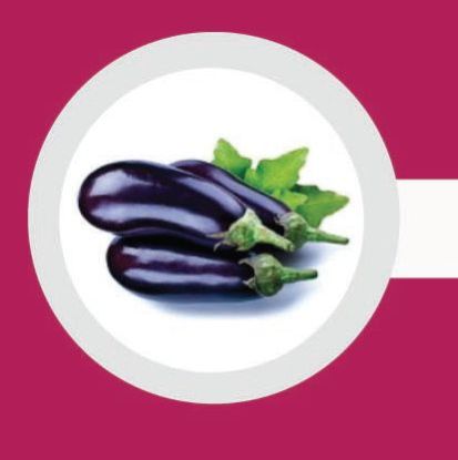 fresh brinjal