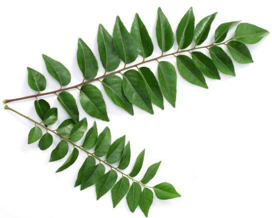 Fresh Curry Leaves