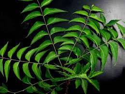 Azadirachta Indica Leaves