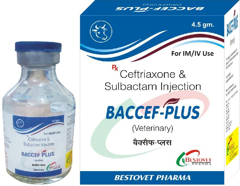 Baccef-Plus Injection