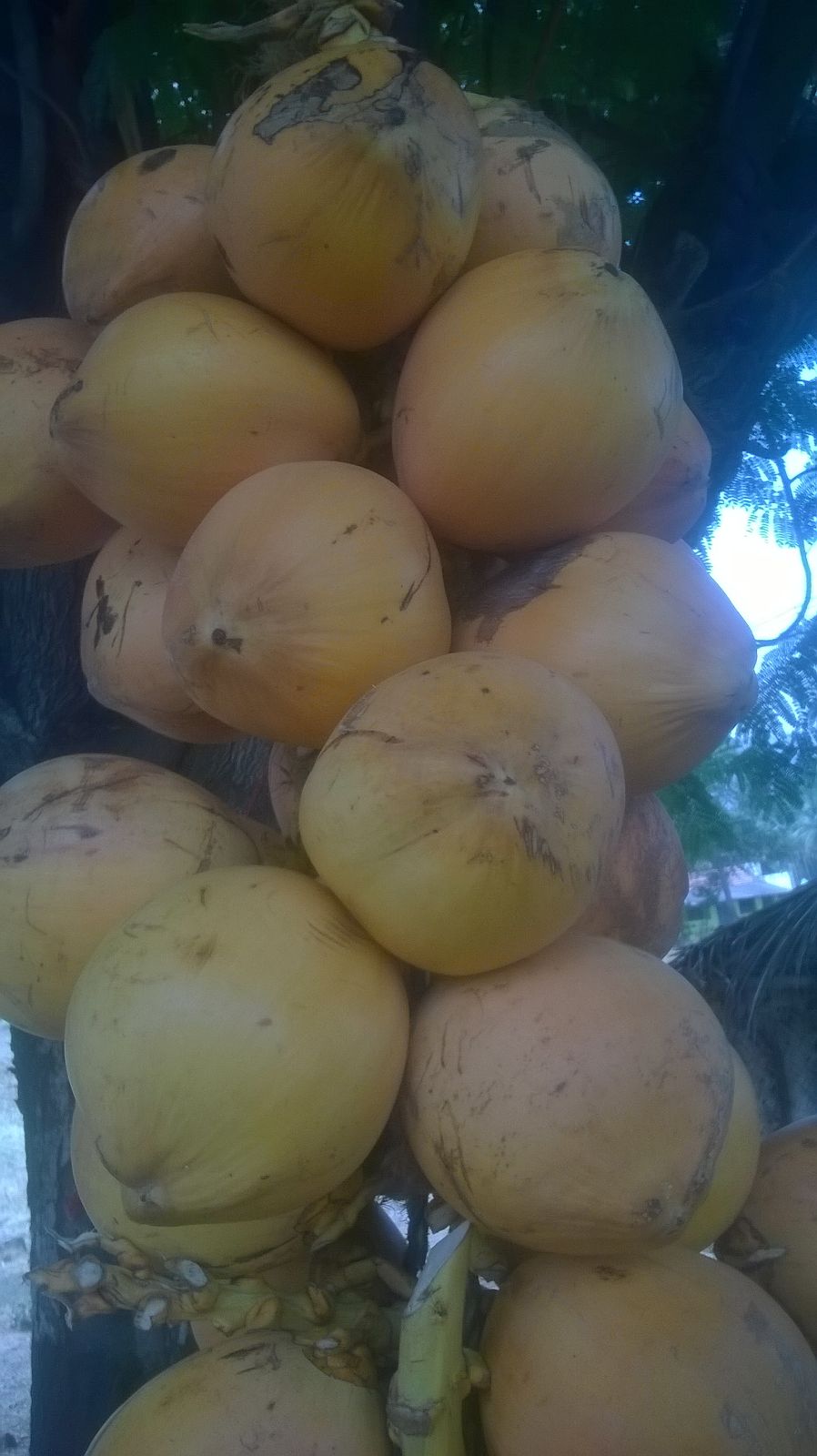 Tender coconut, Grade : A1