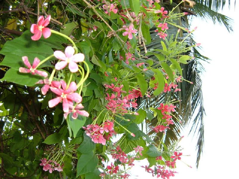 Madhumalti Plant